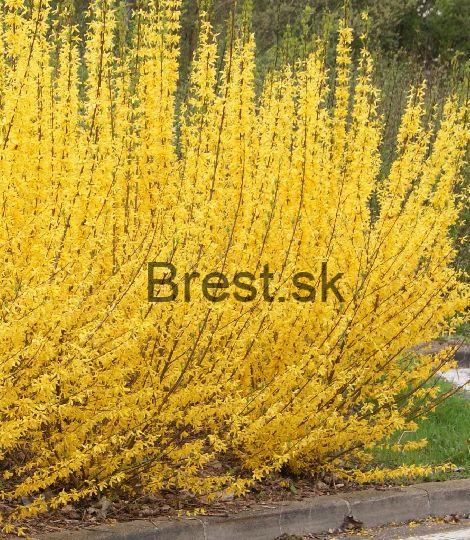 Zlatý dážď Minigold 9*9